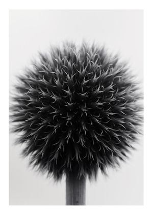 Ball Plant Black And White
