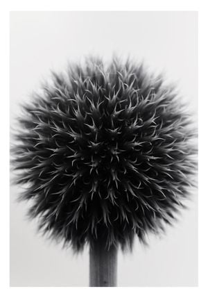 Ball Plant Black And White 70x100