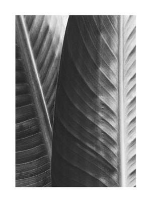 Banana 30x40