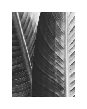Banana 40x50