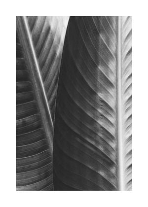 Banana 50x70