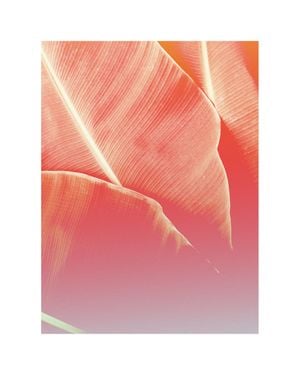 Banana Shades 40x50