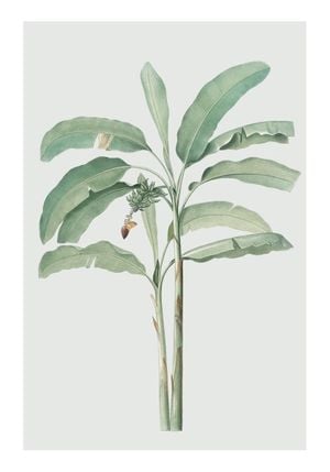 Banana Tree 70x100