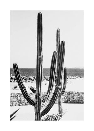 Beach Cactus BW