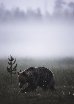 Bear