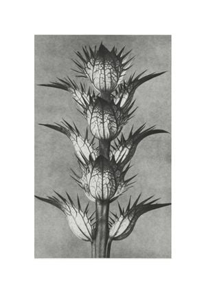 Bear's Breeches By Karl Blossfeldt 21x30