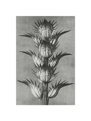 Bear's Breeches By Karl Blossfeldt 30x40