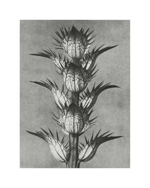 Bear's Breeches By Karl Blossfeldt 40x50