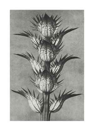 Bear's Breeches By Karl Blossfeldt