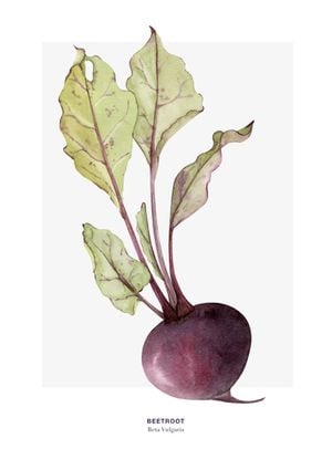 Beetroot 21x30