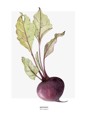 Beetroot 30x40