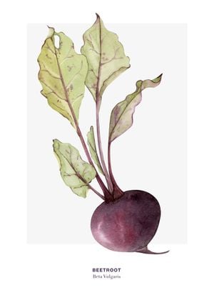 Beetroot 50x70