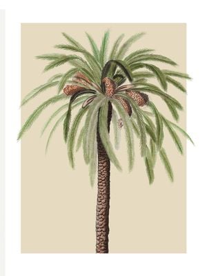 Beige Palm 30x40