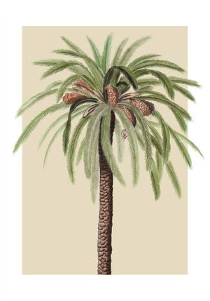 Beige Palm 70x100