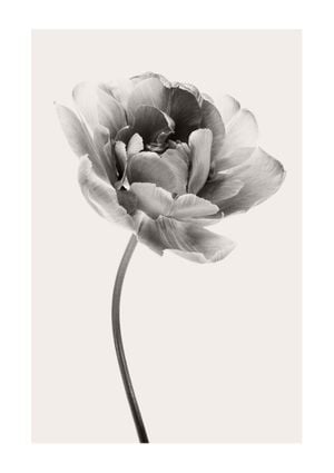 Beige Tulip 1 21x30