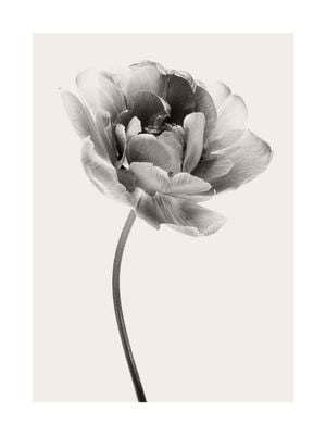 Beige Tulip 1 30x40