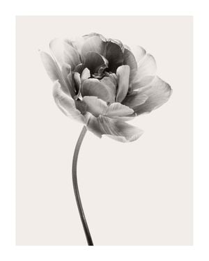 Beige Tulip 1 40x50