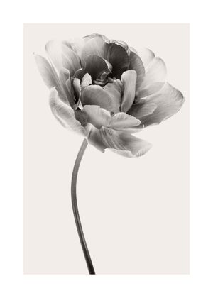 Beige Tulip 1