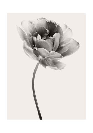 Beige Tulip 1 70x100