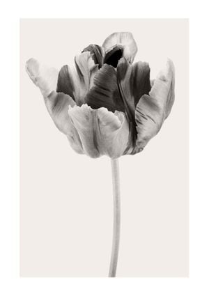 Beige Tulip 2 21x30