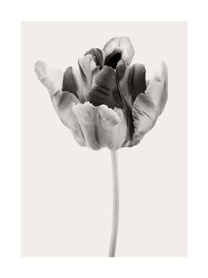 Beige Tulip 2 30x40