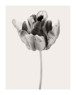 Beige Tulip 2 40x50