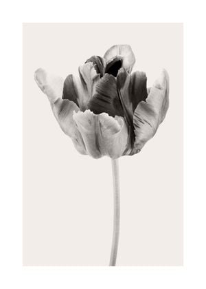 Beige Tulip 2