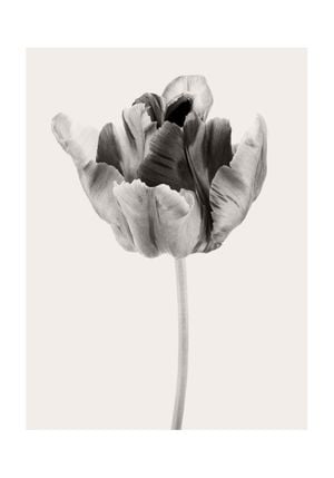 Beige Tulip 2 70x100