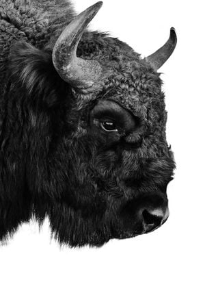 Bison 21x30