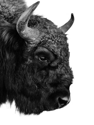 Bison 30x40