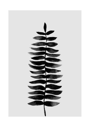 Black And White Fern 21x30