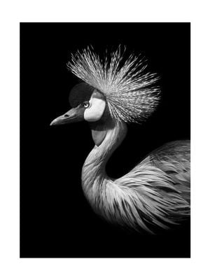 Black Crane 30x40