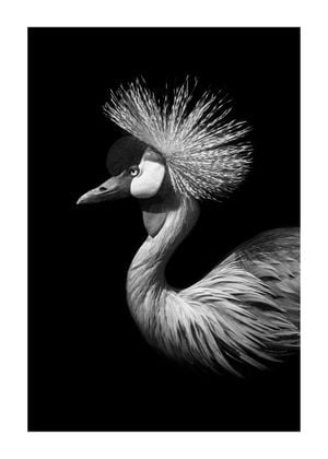 Black Crane