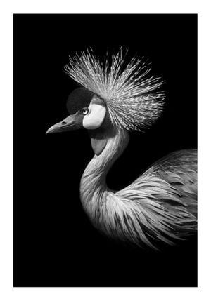 Black Crane 70x100