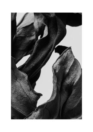 Black Dried Leaves 21x30