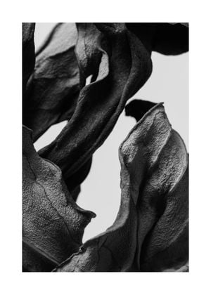 Black Dried Leaves