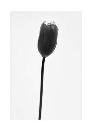 Black Tulip 21x30