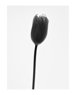 Black Tulip 40x50