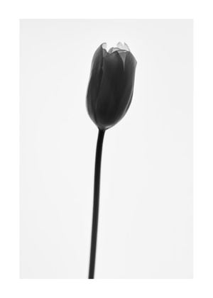 Black Tulip