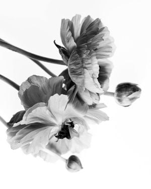 Blossom In BW 40x50