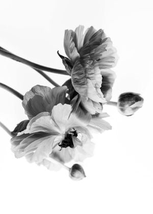 Blossom In BW