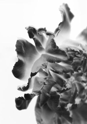 Blossom Storm 70x100