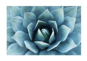 Blue Agave 2 100x70