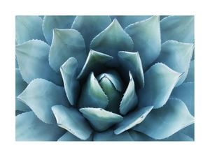 Blue Agave 2 40x30