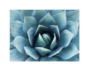 Blue Agave 2 50x40