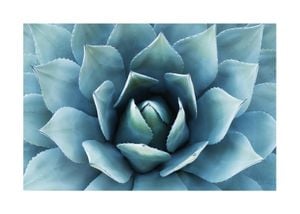 Blue Agave 2