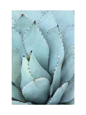 Blue Agave 30x40
