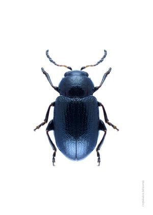 Blue Beetle