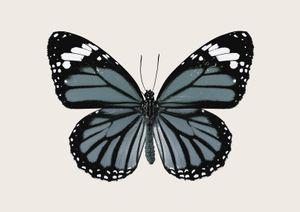 Blue Butterfly 30x21