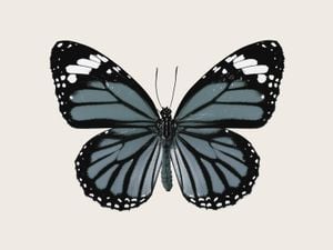 Blue Butterfly 40x30